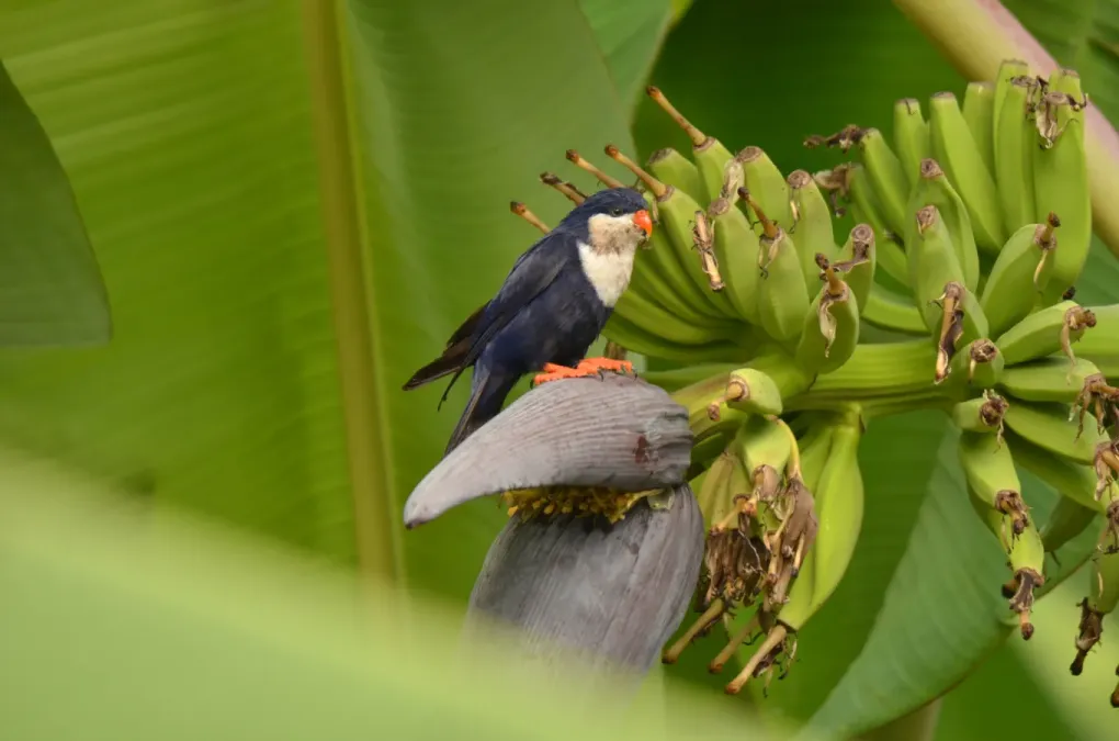 File:Vini peruviana 332591692.jpg