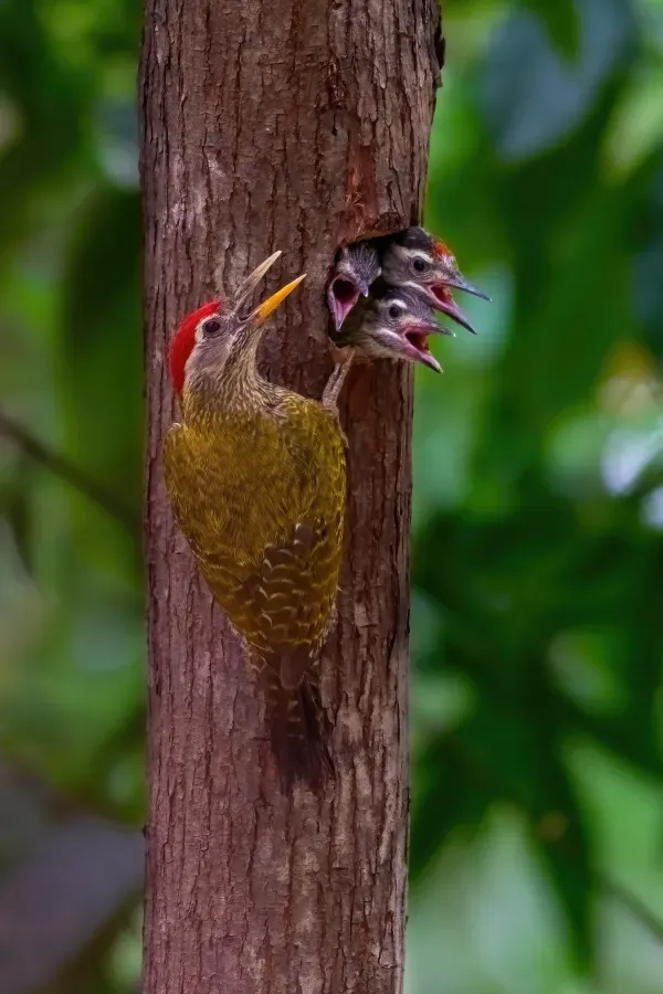 File:ফিতাওয়ালা কাঠঠোকরা, picus vittatus, রাজশাহী, বাংলাদেশ.jpg