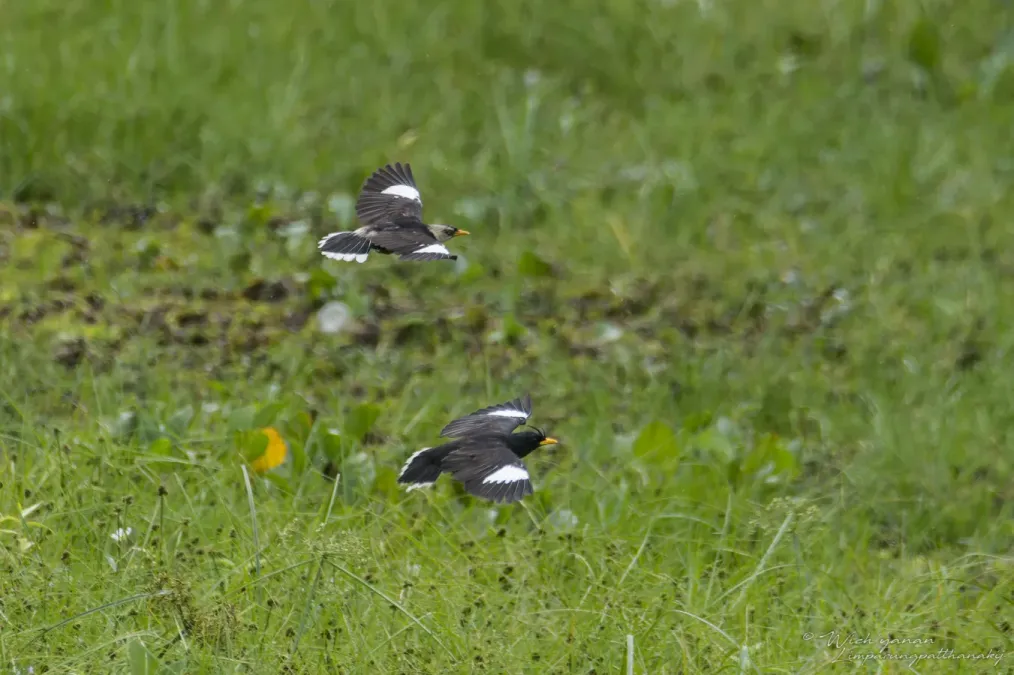 File:Acridotheres grandis × leucocephalus.jpg