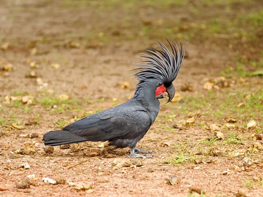 File:Probosciger aterrimus 109678992.jpg