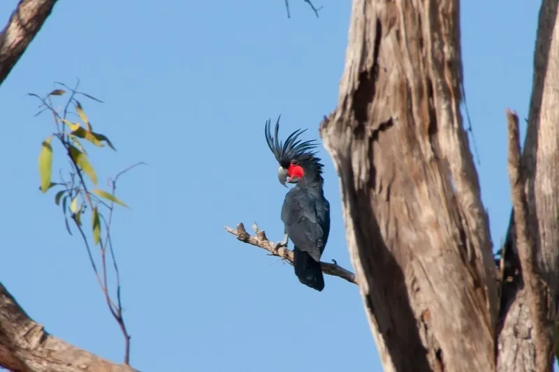 File:Probosciger aterrimus 88508177.jpg