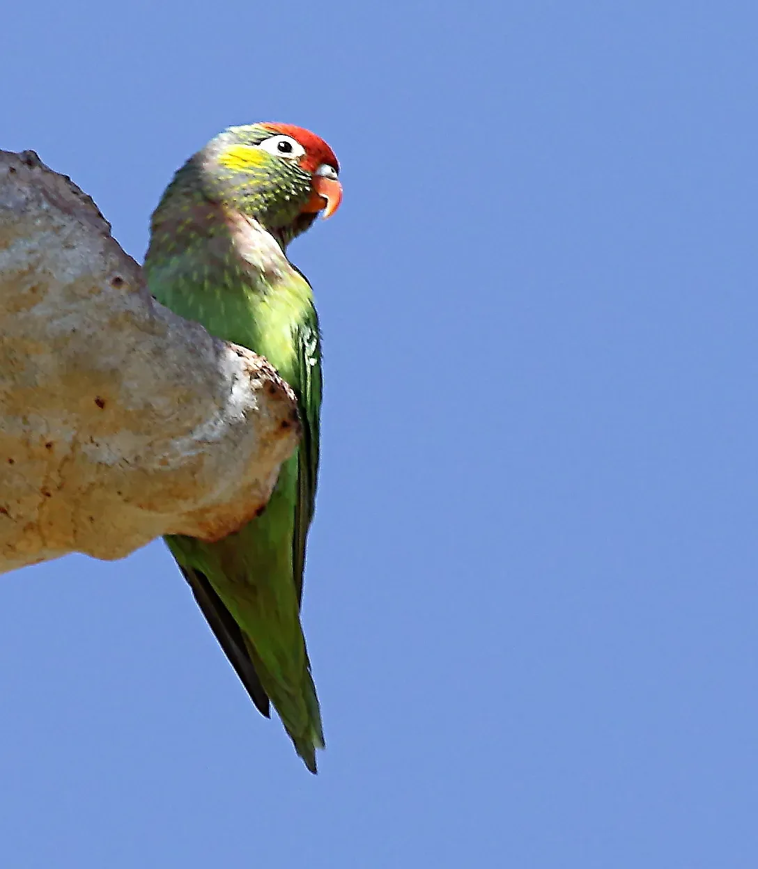 File:Psitteuteles versicolor 52386639.jpg