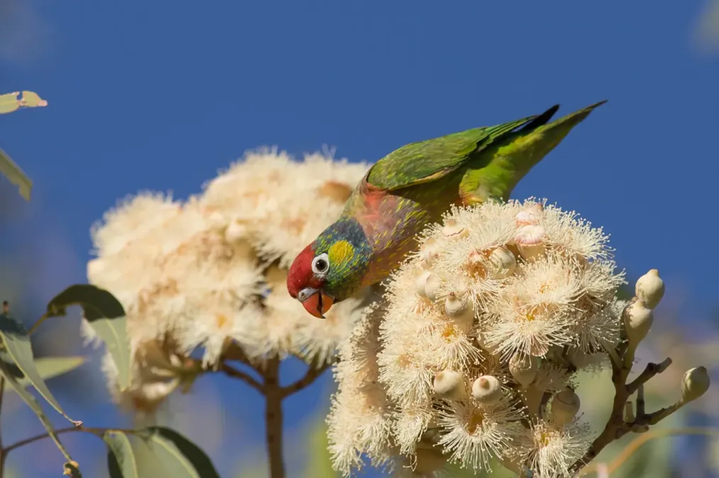 File:Psitteuteles versicolor 76299807.jpg