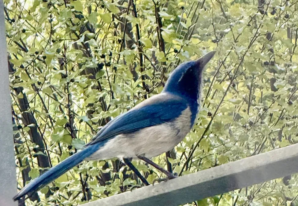 File:California scrub jay (Aphelocoma californica).jpg