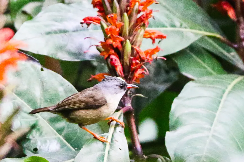 File:Black-chinned yuhina (Yuhina nigrimenta), Latpanchar, West Bengal, India 03.jpg