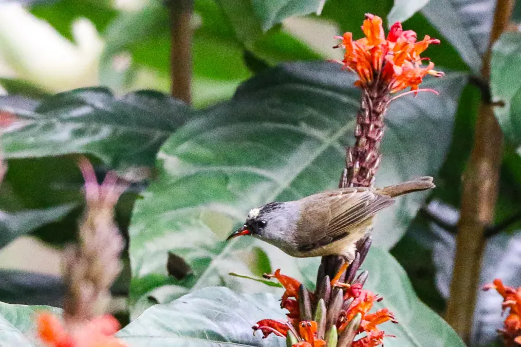 File:Black-chinned yuhina (Yuhina nigrimenta), Latpanchar, West Bengal, India 04.jpg