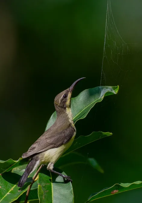 File:নীলটুনি - Purple sunbird - female (Cinnyris asiaticus) near spider web.jpg