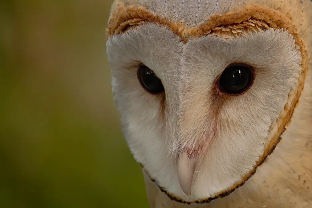 File:Eastern barn owl (Tyto javanica) close up.jpg