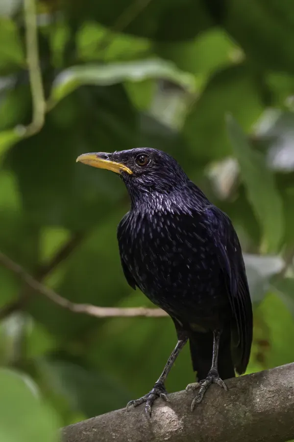 File:নীল শীসদামা - Blue whistling thrush (Myophonus caeruleus).jpg