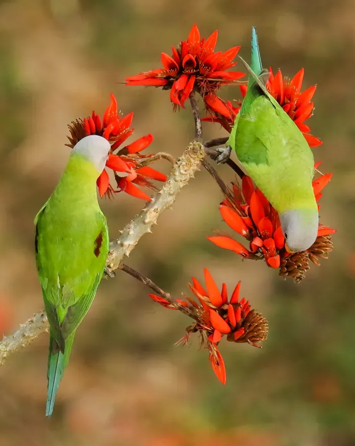File:ফুলমাথা টিয়া(Psittacula roseata) সাতছড়ি জাতীয় উদ্যান,হবিগঞ্জ,সিলেট.jpg