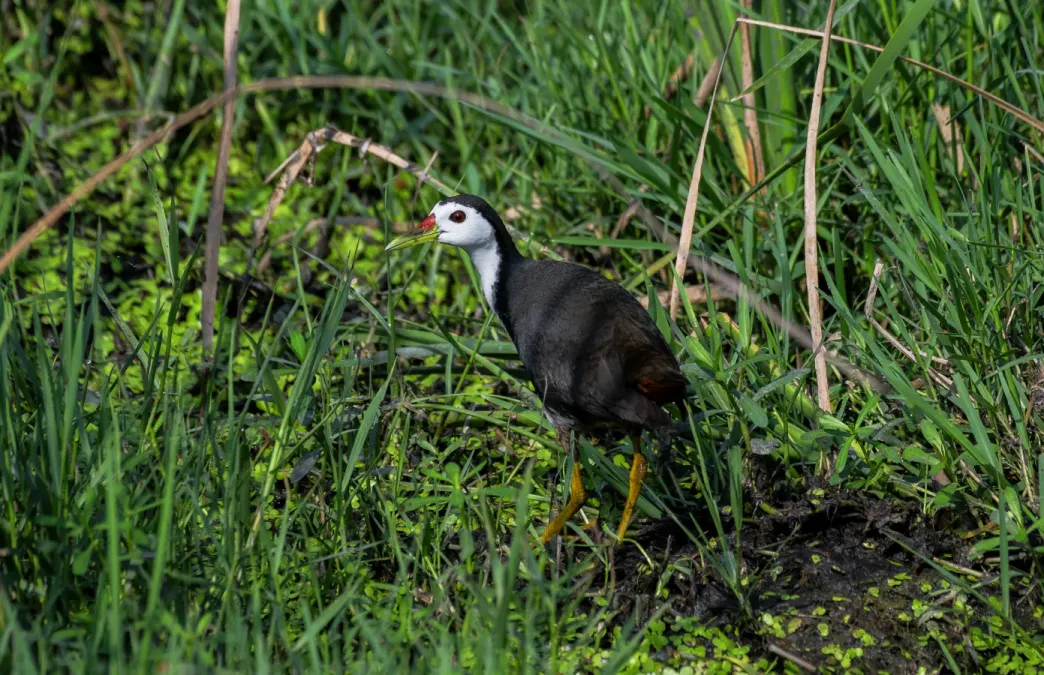 File:ডাহুক (Amaurornis phoenicurus), মাতিয়াল, বর্ধমান, পশ্চিমবঙ্গ - DSC2598.jpg