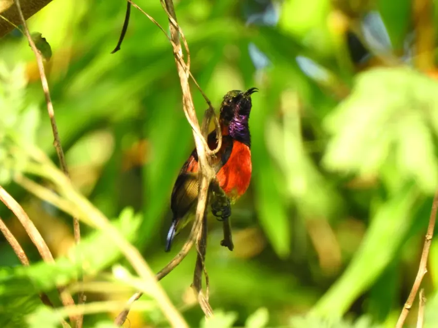 File:Leptocoma sperata 396823982.jpg