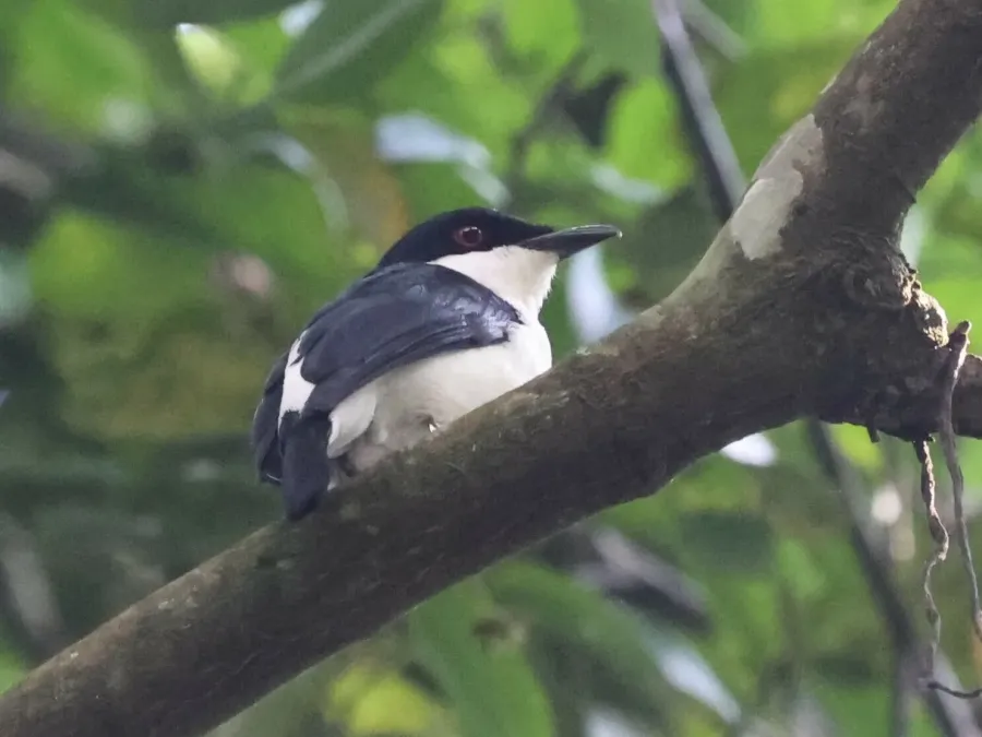 File:Megabyas flammulatus aequatorialis 253595877 (cropped).jpg