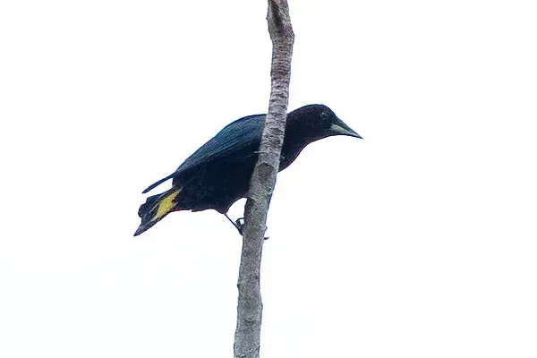 File:Cacicus latirostris, Puerto Nariño, Amazonas, Colombia 2.jpg