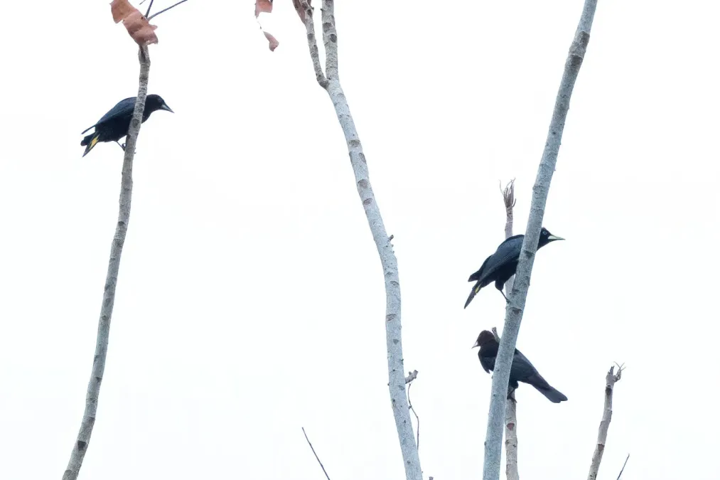 File:Cacicus latirostris, Puerto Nariño, Amazonas, Colombia 3.jpg