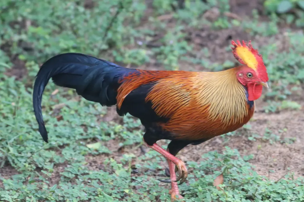 File:Gallus lafayettii 469920414.jpg