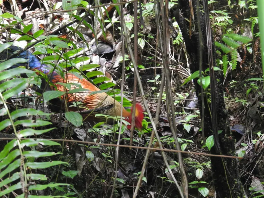File:Gallus lafayettii 385139691.jpg