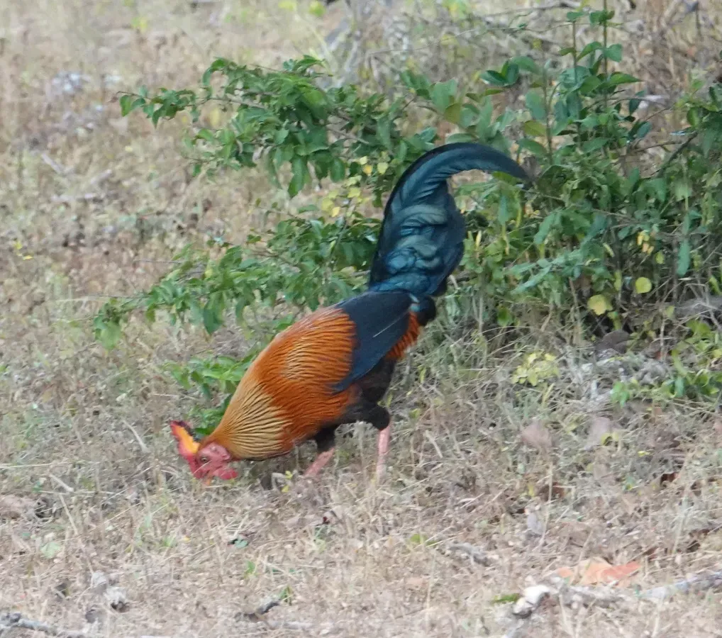 File:Gallus lafayettii 31876423.jpg