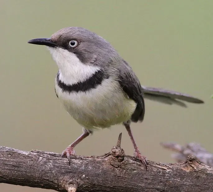 File:Bar-throated Apalis, Apalis thoracica, at Marakele National Park, Limpopo, South Africa (15781570104), crop.jpg