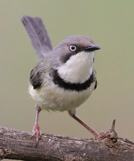 File:Bar-throated Apalis, Apalis thoracica, at Marakele National Park, Limpopo, South Africa (16216636110), crop.jpg