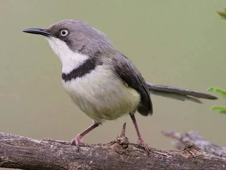 File:Bar-throated Apalis, Apalis thoracica, at Marakele National Park, Limpopo, South Africa (16216637960), crop.jpg