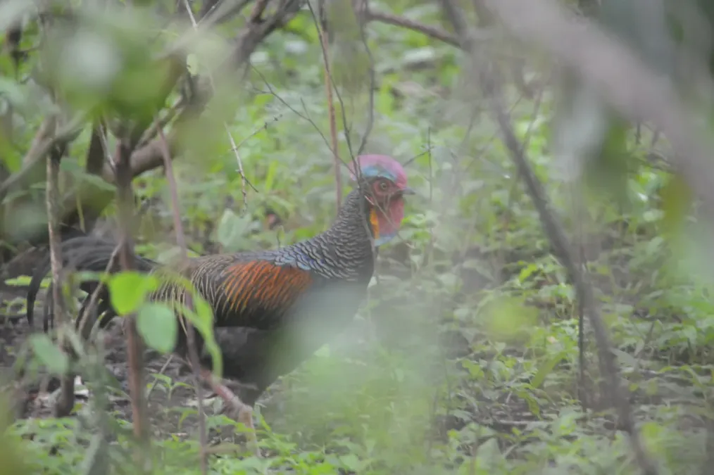 File:Gallus varius 459444064.jpg