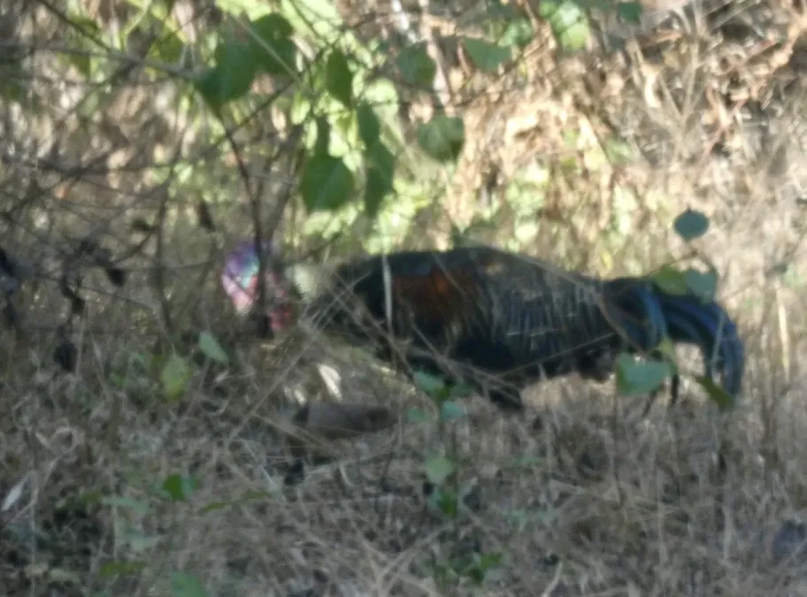 File:Gallus varius 456024676.jpg