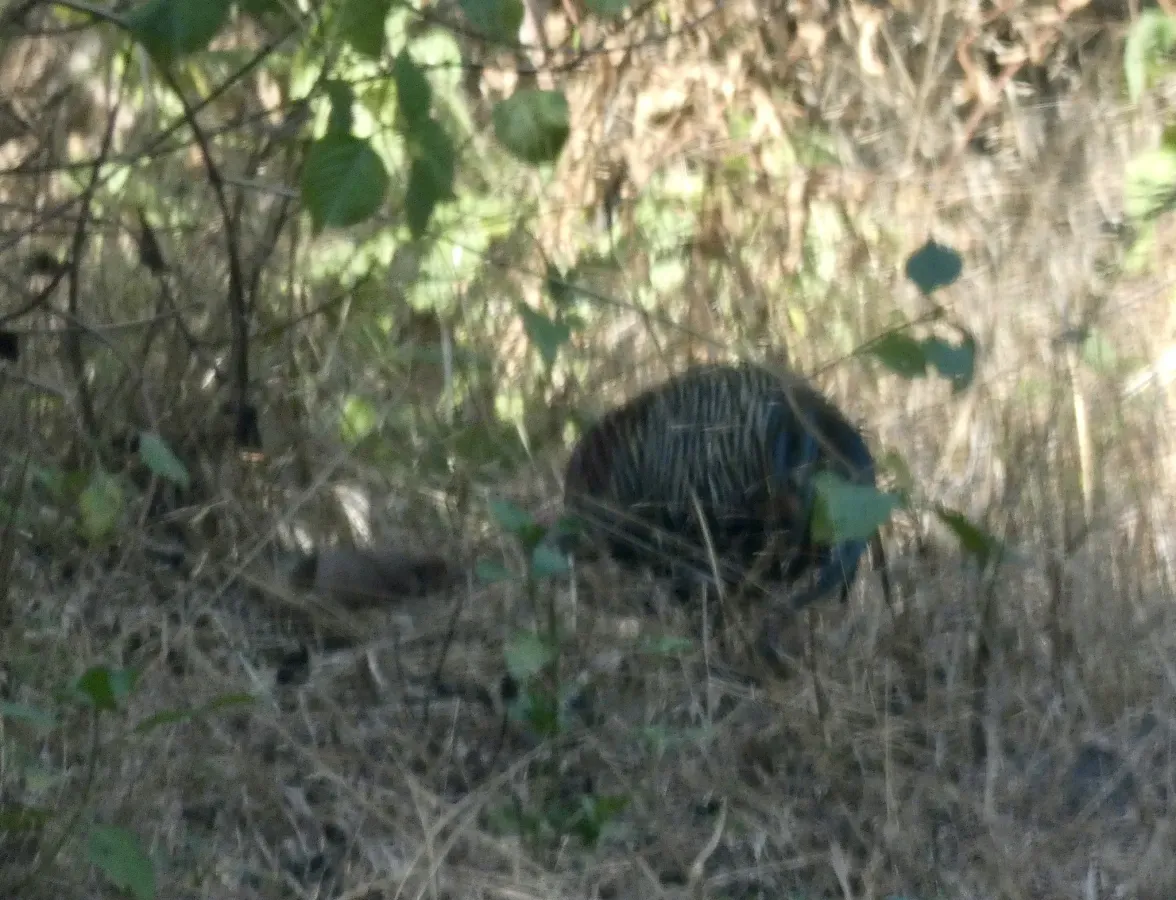 File:Gallus varius 456024714.jpg