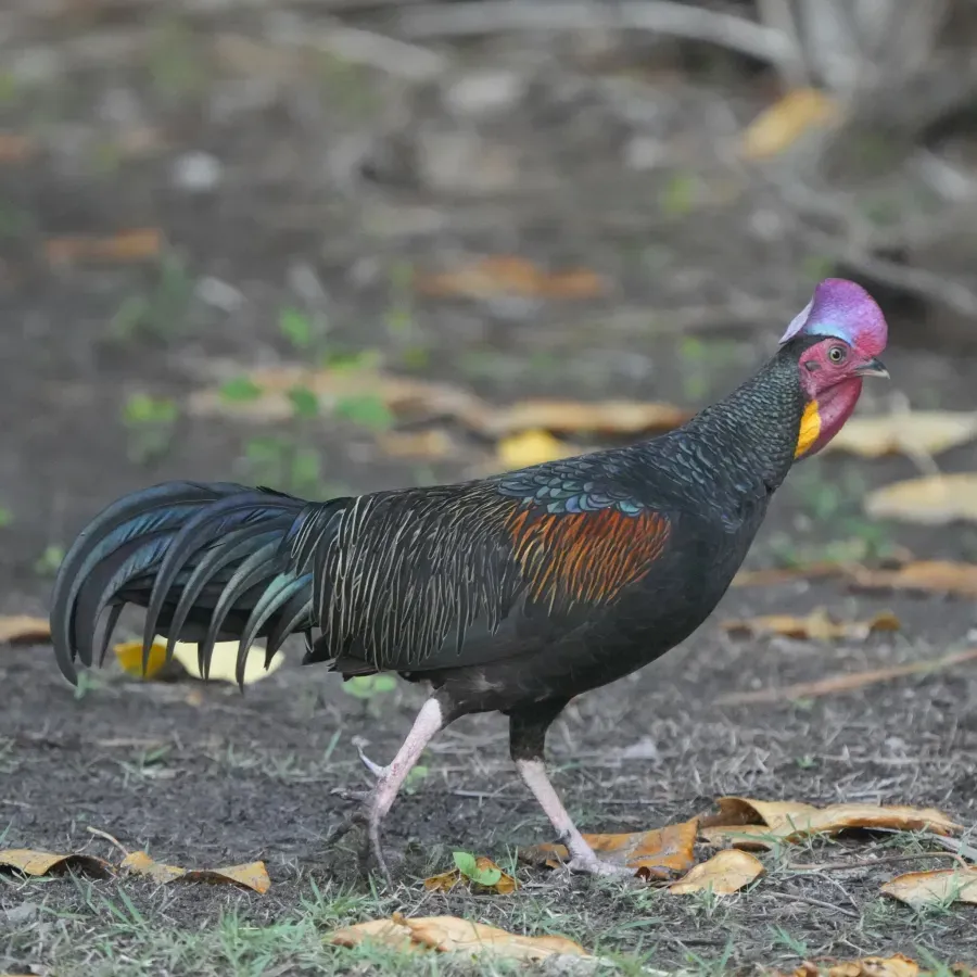 File:Gallus varius 416516220.jpg