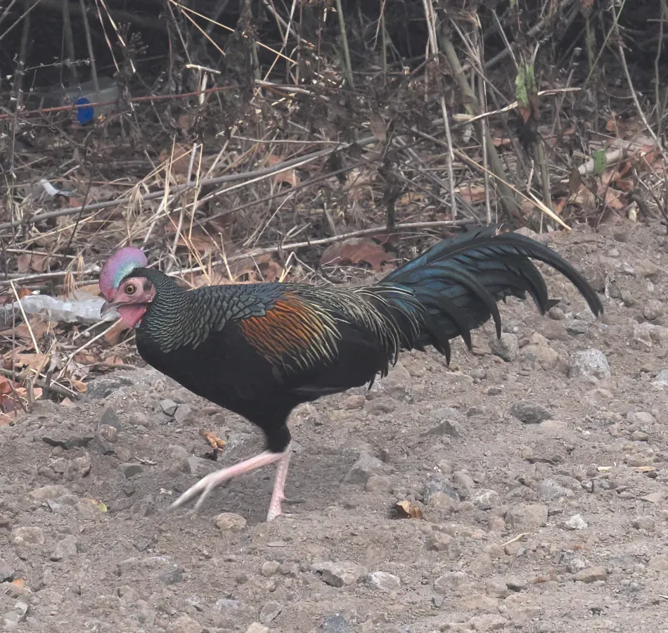 File:Gallus varius 333978548.jpg