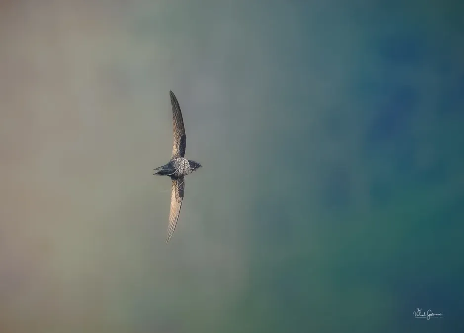 File:Dark-rumped Swift (Apus acuticauda).jpg