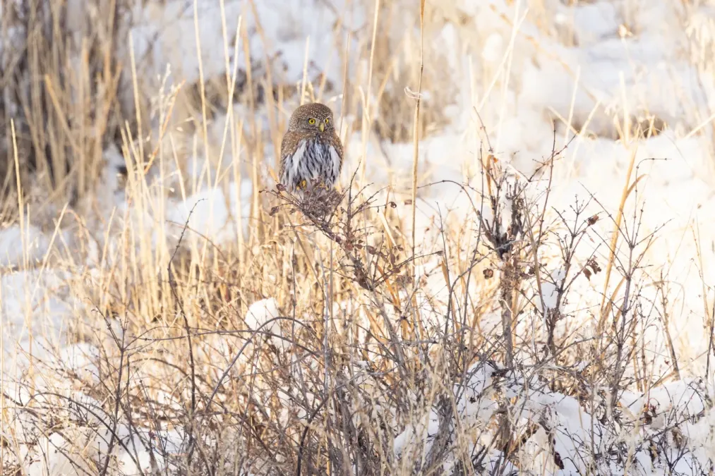 File:Northern pygmy owl (Glaucidium gnoma) near Phantom Lake (54264786116).jpg