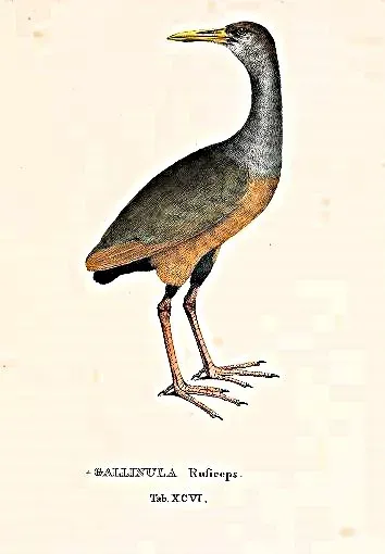 File:Aramides cajaneus Spix.jpg