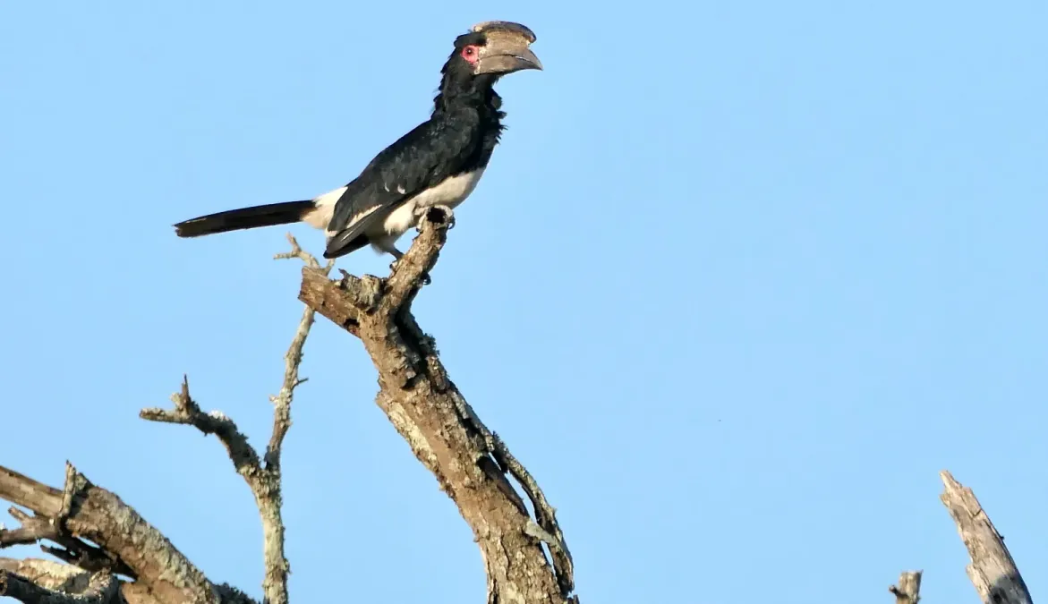 File:Trumpeter Hornbill (Bycanistes bucinator) male.jpg