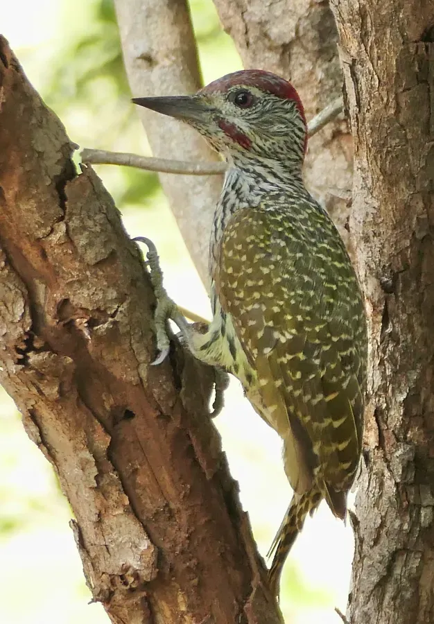 File:Golden-tailed Woodpecker (Campethera abingoni) male.jpg