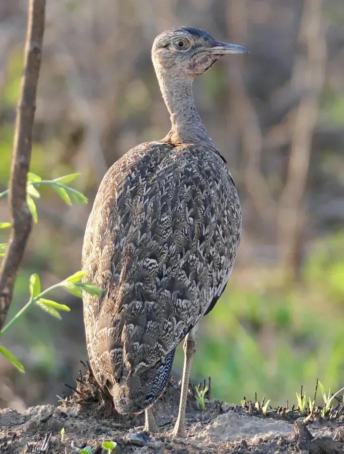 File:Red-crested Bustard (Lophotis ruficrista) male.jpg