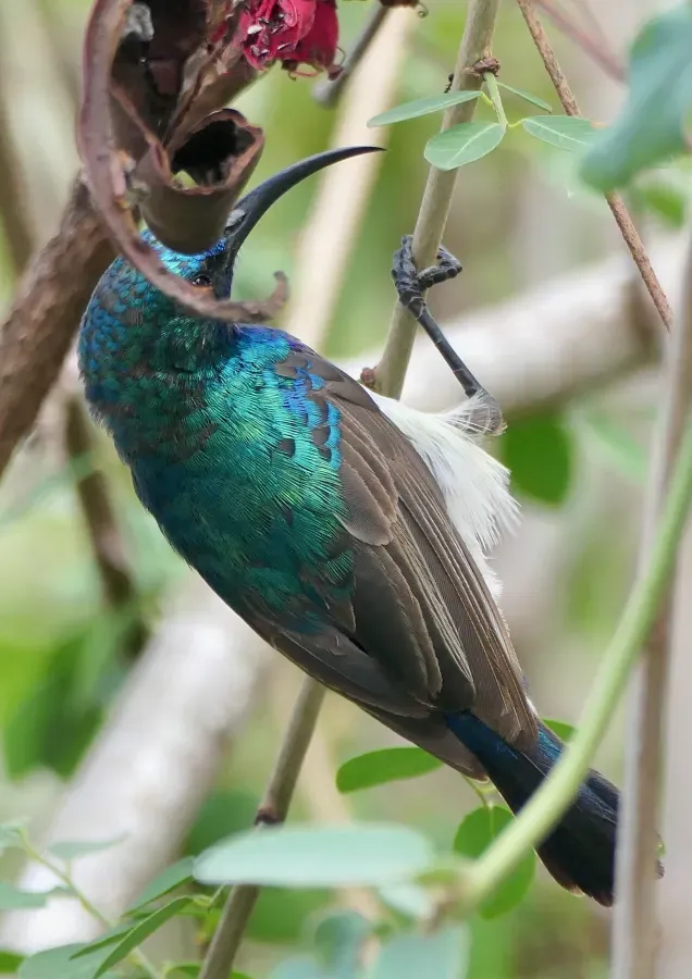 File:White-bellied Sunbird (Cinnyris talatala), male on Weeping Boerbean (Schotia brachypetala).jpg