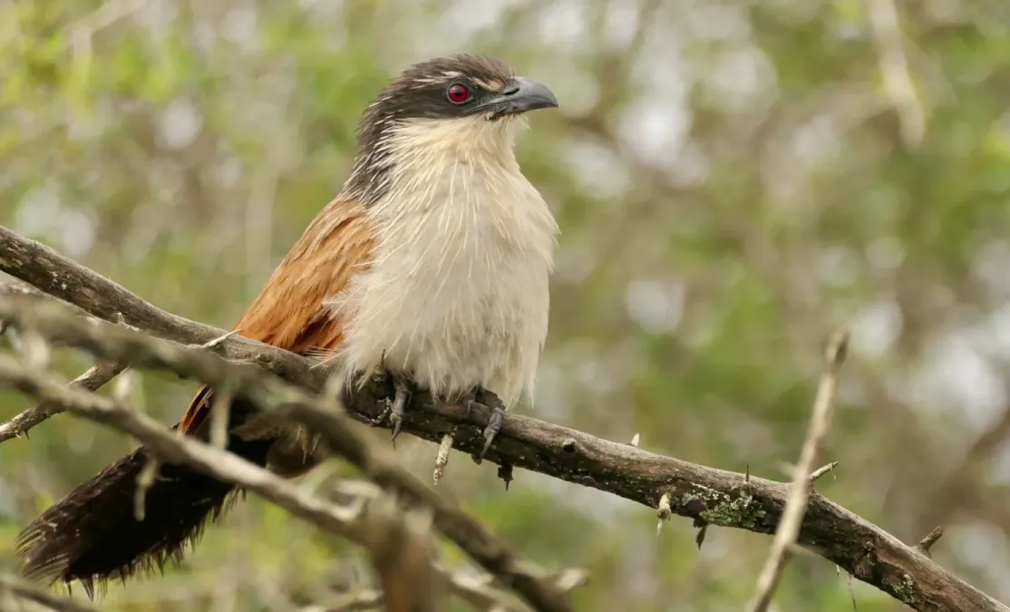 File:Burchell's Coucal (Centropus burchellii) - 54136810823.jpg