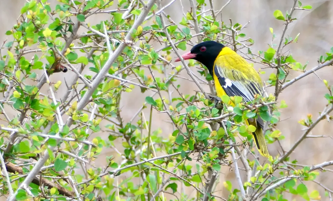 File:Black-headed Oriole (Oriolus larvatus).jpg