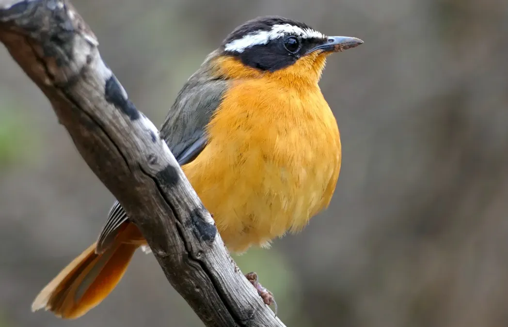 File:White-browed Robin-Chat (Cossypha heuglini) bird.jpg