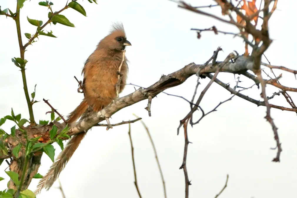 File:Speckled Mousebird (Colius striatus) (2024-11-20).jpg