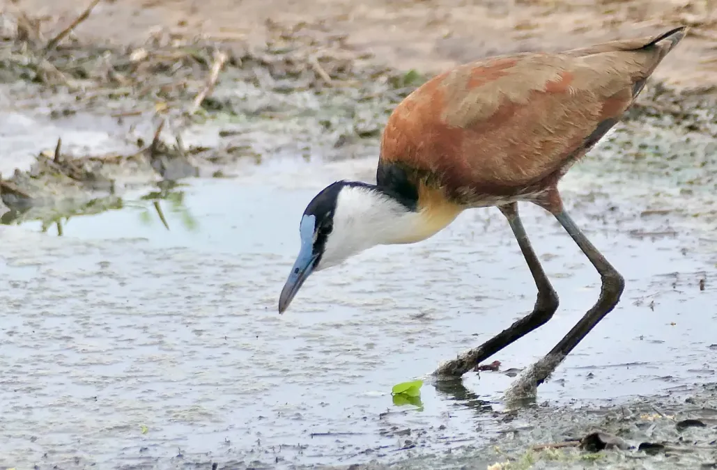 File:African Jacana (Actophilornis africanus) 2024-11-21.jpg