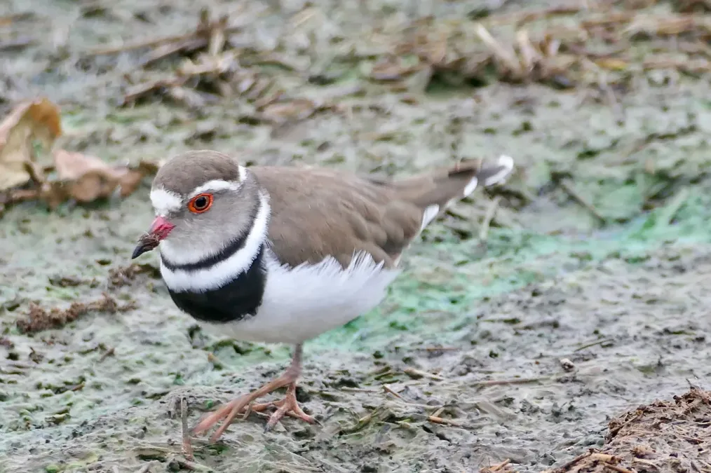 File:Three-banded Plover (Thinornis tricollaris).jpg
