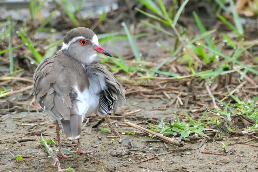 File:Three-banded Plover (Thinornis tricollaris) preening.jpg