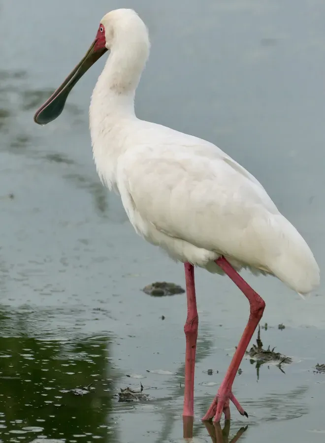 File:African Spoonbill (Platalea alba).jpg