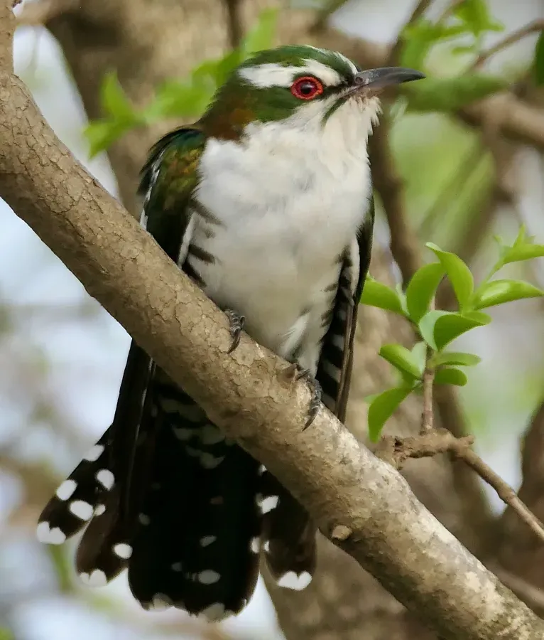 File:Diederik Cuckoo (Chrysococcyx caprius).jpg