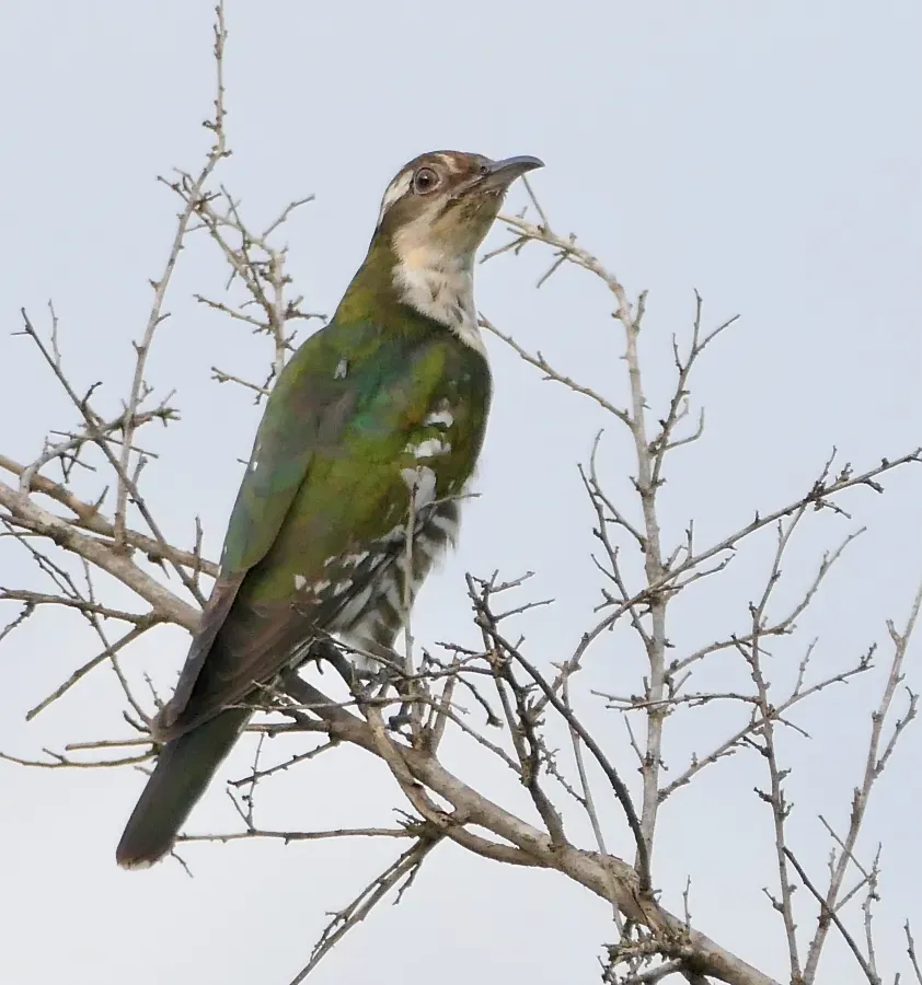 File:Diederik Cuckoo (Chrysococcyx caprius) female.jpg