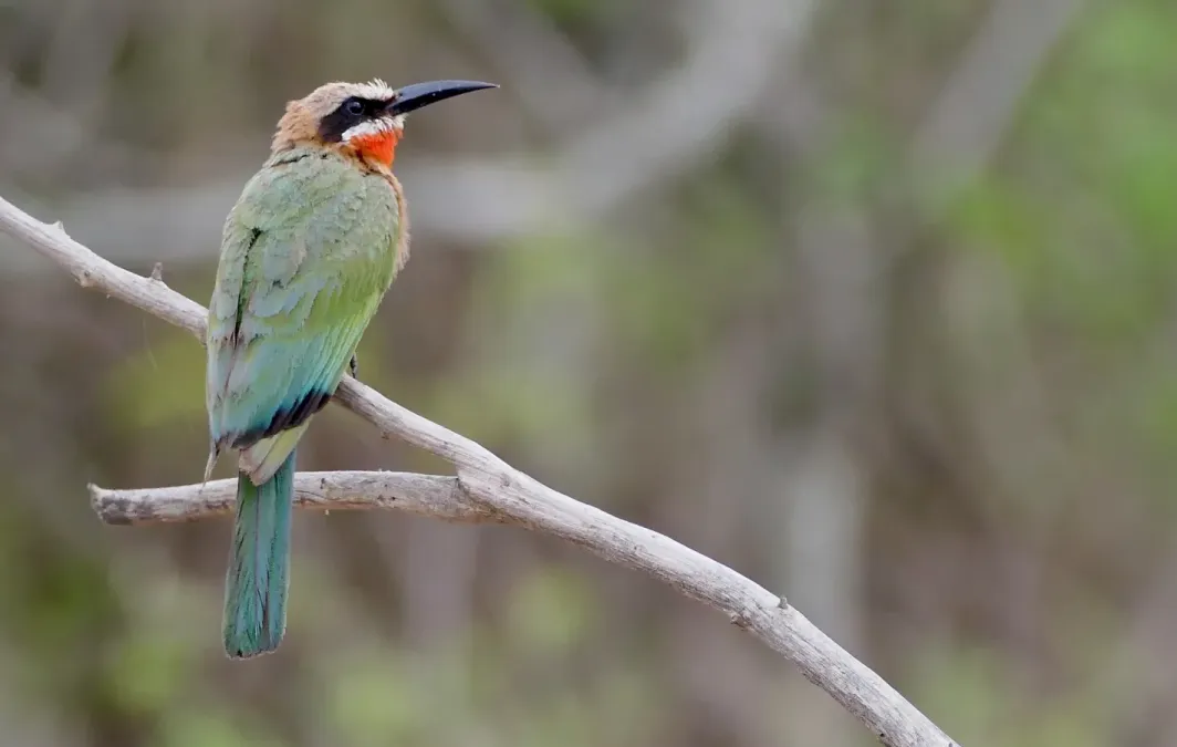 File:White-fronted Bee-Eater (Merops bullockoides) 2024-11-21.jpg