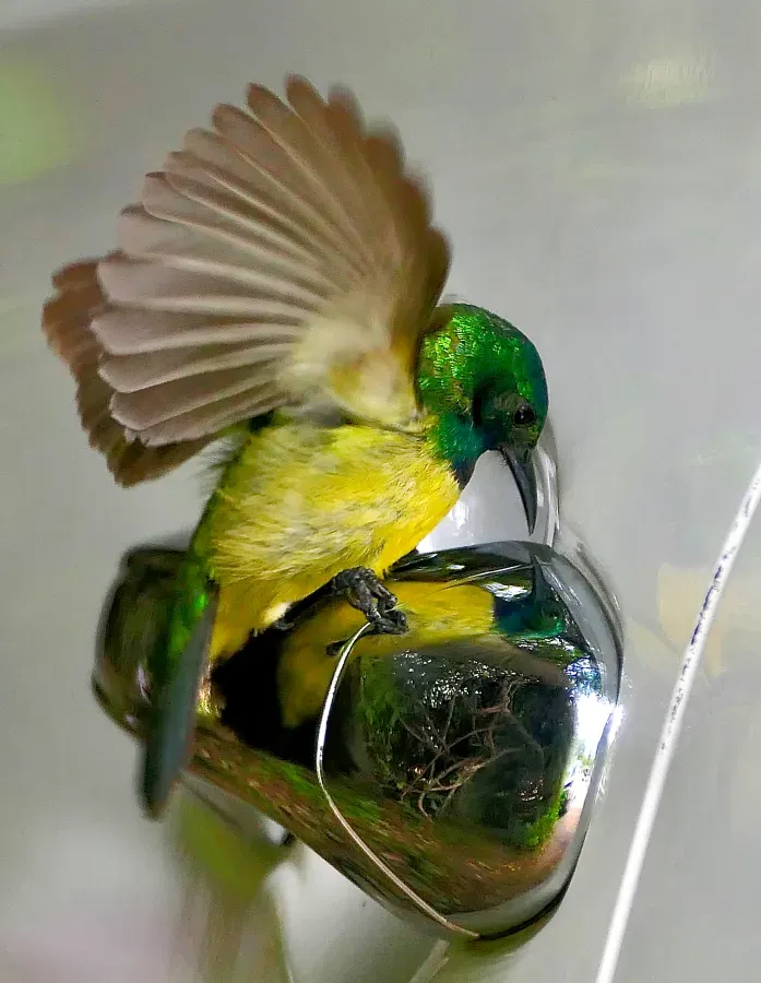 File:Collared Sunbird (Hedydipna collaris), male fighting its reflection in a chrome-plated door handle.jpg