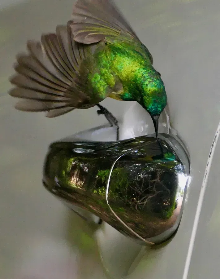 File:Collared Sunbird (Hedydipna collaris), male fighting its reflection in a chrome-plated door handle ... - 54467964614.jpg